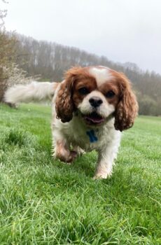 Individual dog walks